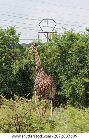 TALL GIRAFFE BULL FROM BEHIND STANDING BEHIND A GAME FENCE ON A GAME FARM IN SOUTH AFRICA