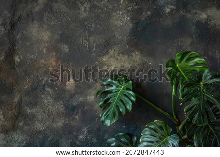 On the gray concrete wall there are large, green monstera leaves. Grunge textured background. Botanical interior style. Place for text, layout for postcards. Copy space