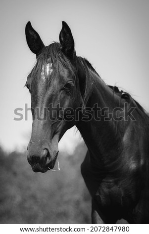 black and white pictures of horses on the field