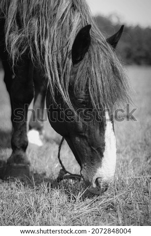 black and white pictures of horses on the field