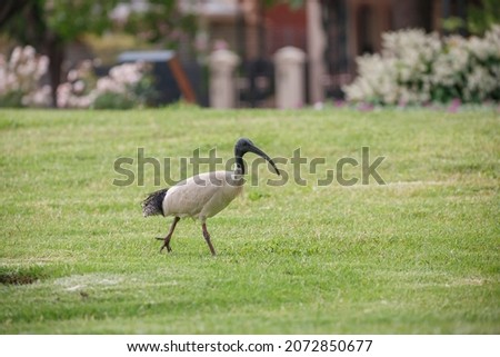 Australian ibis bird with a long beak and long legs found in a grass field Royalty-Free Stock Photo #2072850677