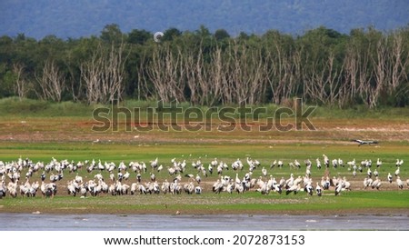 Asian openbill or Asian openbill stork 
,greyish or white with glossy black wings and tail.The adults have a gap between the arched upper mandible and recurved lower mandible.Bang Phra Reservoir Royalty-Free Stock Photo #2072873153