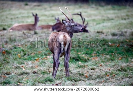 Juvenile red deer stag feeding in a meadow