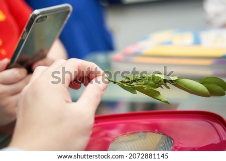 Feeding green tea leaf worms perched on a leaf held by a man's hand and use a mobile phone to take pictures and clips to upload to social media                               