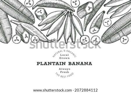 Hand drawn sketch style plantain banner. Organic fresh fruit vector illustration. Retro exotic banana fruit design template Royalty-Free Stock Photo #2072884112