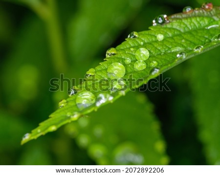 fresh water dew drops on green foliage leaves macro shot with dark background
