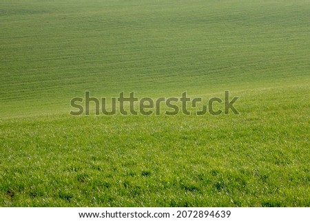 Selective focus grass on the slope field and curve, Green grass meadow on the hill with sunlight, Nature pattern background, Free copy space for your text.