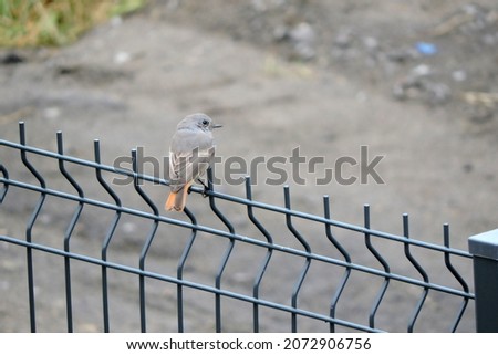 A portrait of a female black redstart sitting on a fence made of welded wire mesh panels, blurred background
