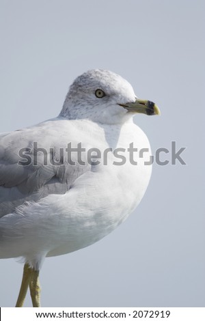 white seagull before blue sky