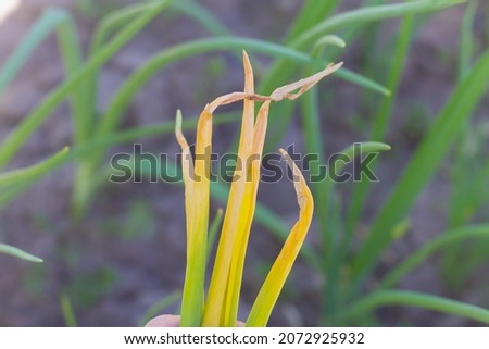 Yellowed onion leaves affected by the pest onion fly. Royalty-Free Stock Photo #2072925932