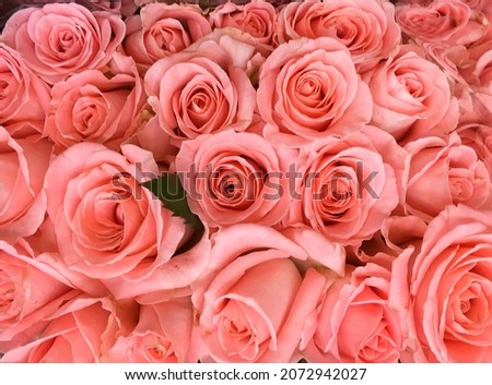 big bunch of multiple pink roses background 

