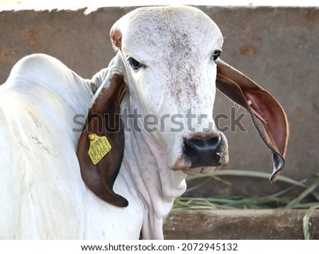 Gir Cow Indian Breed, Gujarat India