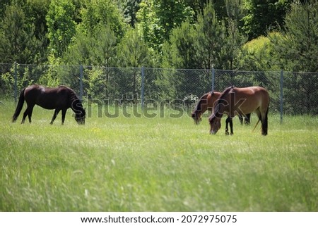 three brown horses eating grass during daytime, group horses