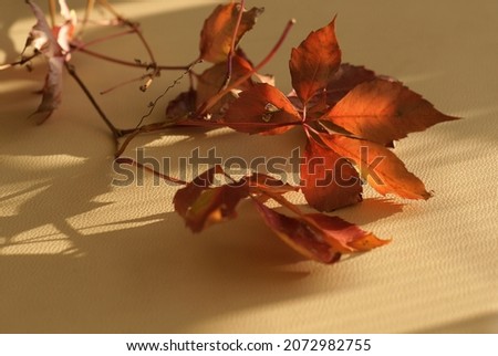 autumn leaves in sun Light. floristic background. 
