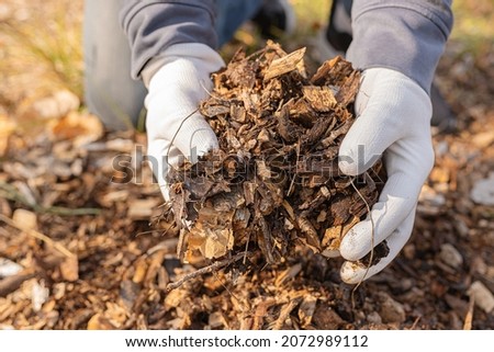 hands of man in gardening gloves show quality of sawdust, wood mulch or rotted organic waste on compost heap. Organic waste compost for soil enrichment, sawdust mulching Royalty-Free Stock Photo #2072989112