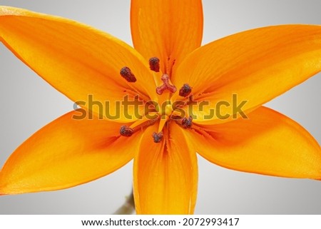 Detailed photo of orange lilly flower in bloom landscape interior