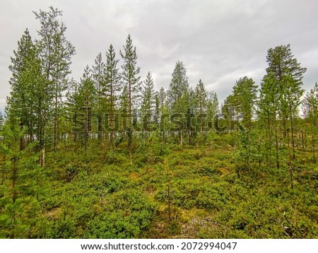 forest sky and clouds, beautiful photo digital picture , picture taken in Sweden, Europe , Digital created image Picture