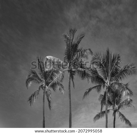Coconut Palm Trees with Sky Overhead.  Hawaii palm trees in sunlight and trade winds for use as a cover photo or ad template.