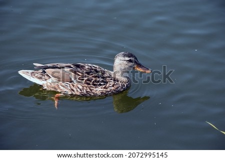 This is a duck in Belozersk, Russia.