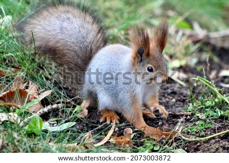 Squirrel in the autumn forest, Neskuchny Garden, Moscow