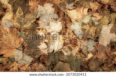 Autumnal Dry Leaves in Forest, top view