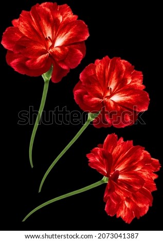 Red flowers Cloves  isolated on  black  background.  Close-up. Nature.
