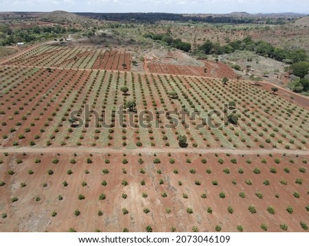 green Hass Avocados fruit  tree farm in the dry land of kenya. Climate change Paris agreement, COP26. Food security in Africa. Royalty-Free Stock Photo #2073046109