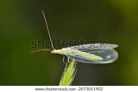 Adult Green Lacewing on a grass stalk in Houston, TX. Beneficial creatures that are natural predators of other insect pests. Royalty-Free Stock Photo #2073051902