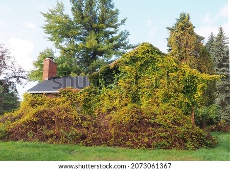 Bittersweet growing over abandoned house Royalty-Free Stock Photo #2073061367