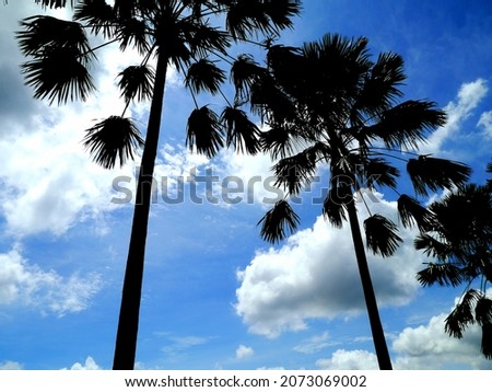 the sugar palm trees in the daylight with a cloudy blue sky in background.