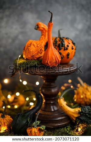  Small decorative pumpkins on a dark table with moss. Still life with autumn bright vegetables.