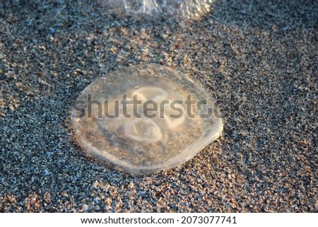 Jellyfish at seaside stony beach. Close up capture; transparent and alive.