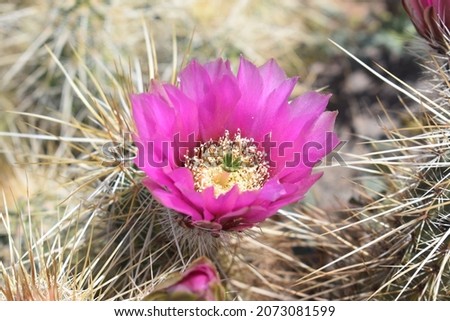 Organ Pipe Cactus National Monument - Arizona, USA