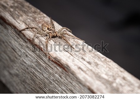 Hogna radiata is a species of wolf spider present in South Europe, north Africa and Central Asia