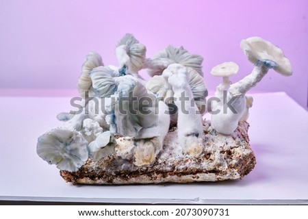 Psilocybin Magic Mushroom Grow Kit in Mycelium bed - Various backgrounds