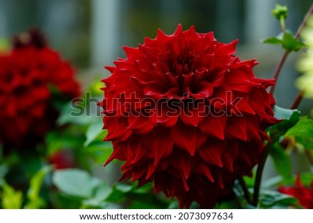 Georgina, also dahlia ( lat. Dahlia ), is a genus of perennial herbaceous plants.  Autumn large brightly colored flowers in garden. Floral background and banner