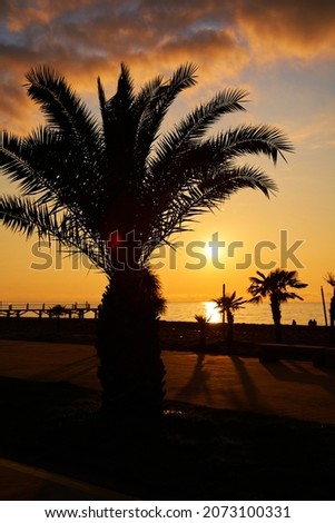 Evening sunset on the embankment of the resort town. A row of silhouettes of palm trees against the background of the burning sky.