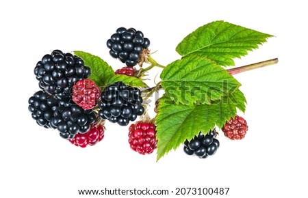 Beautiful ripe and ripening blackberries on twig isolated on white background. Rubus fruticosus. Closeup of black or red berries and green leaves on nature bramble branch. Healthy summer forest fruit. Royalty-Free Stock Photo #2073100487