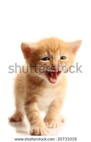 Small pretty kitten, isolated on white