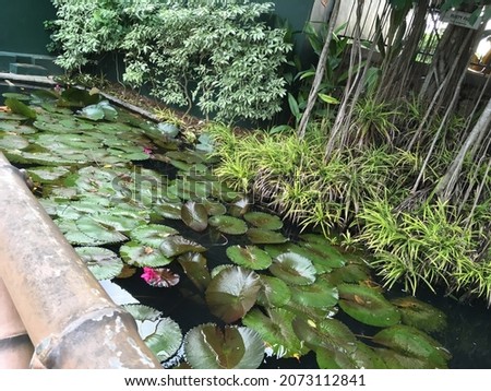 A  lotus  pond with hanging mangroove tree on side,shorlty a green lively pond