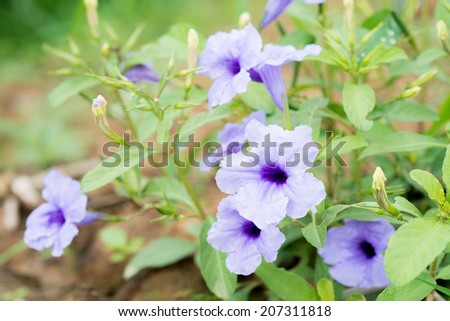 Ruellia tuberosa Blue violet color and leaf