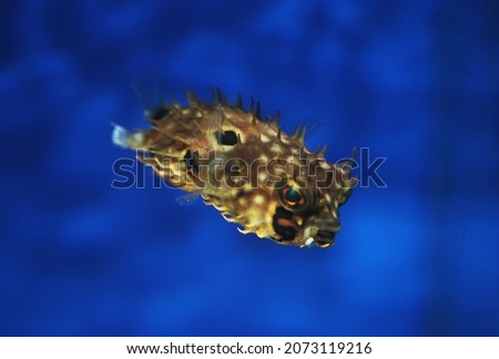 Striped burrfish (Chilomycterus spinosus) from Brazilian reef
