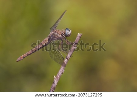 Isolated specimen of male Orthetrum, a brown dragonfly with a white tail, while attached to a dry branch.