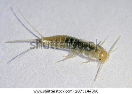 Silverfish in macro photo. Common home insect, Lepisma saccharinum