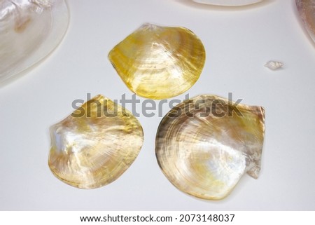 Pinctada margaritifera, black-lipped oyster, a variety of pearl oyster, sea clam, marine bivalve from the Pteriidae family. Polished, tan edges. Nacre. Royalty-Free Stock Photo #2073148037