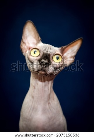 A portrait photo of a very beautiful Sphynx cat sitting and looking straight into the camera with its big and green eyes