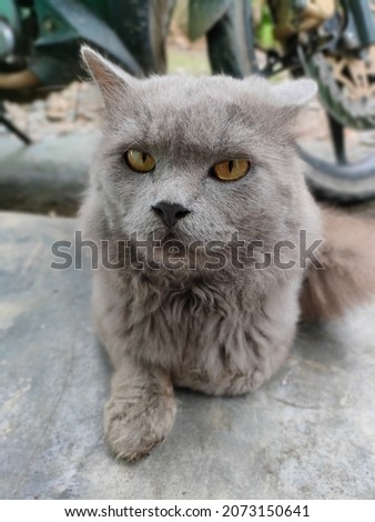 A Cat With Angry Expression