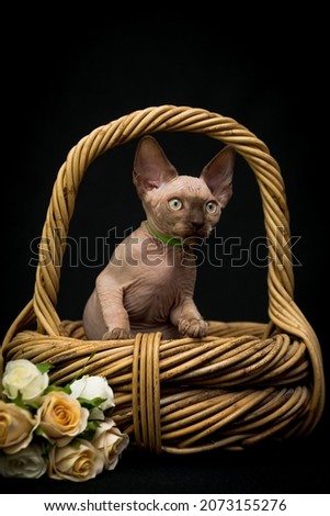 An extremely beautiful Sphynx cat sitting in the basket with some yellow and white roses next to it. (Photo 2)