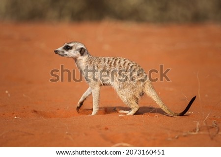 A very cute meerkat in the Kalahari Desert, Namibia.