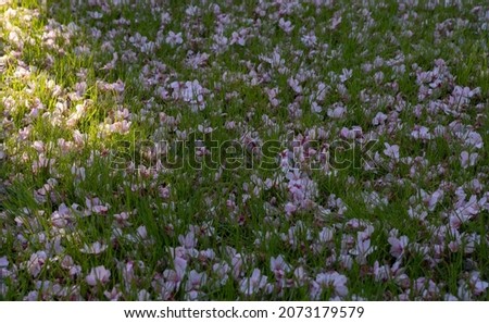 Ornamental gardens. Closeup view of Prunus serrulata, also known as Japanese flowering cherry or Sakura, pink flower petals laying in the green grass in the park.